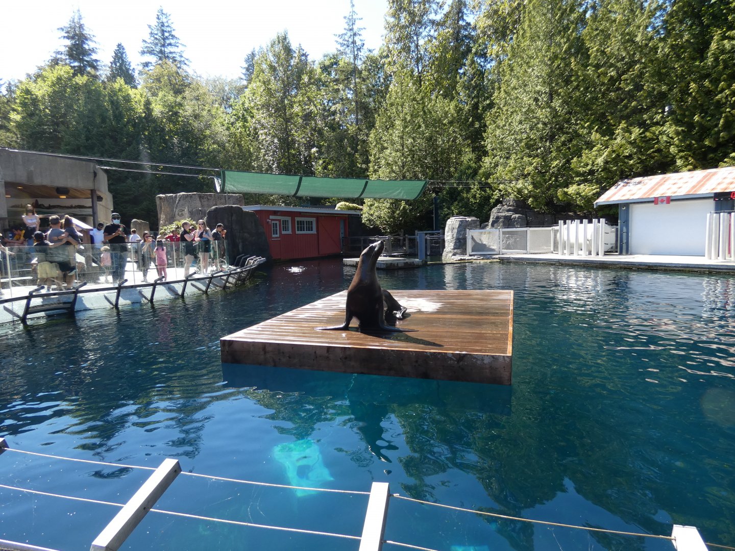 Steller's Bay (Steller's sea lion)