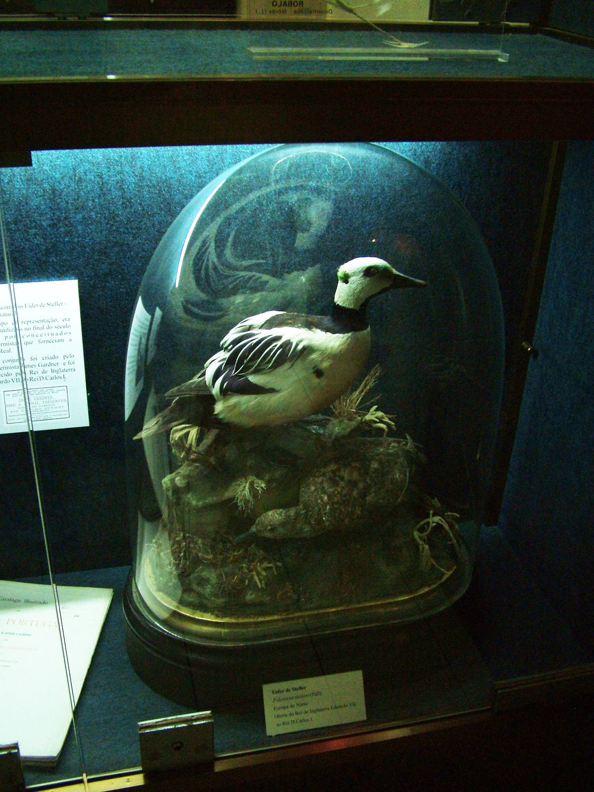 Steller's Eider - Museum Displays at Vasco da Gama Aquarium, 25/05/11