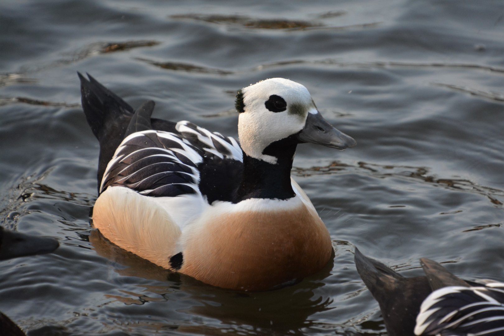 Steller's eider (Polysticta stelleri)