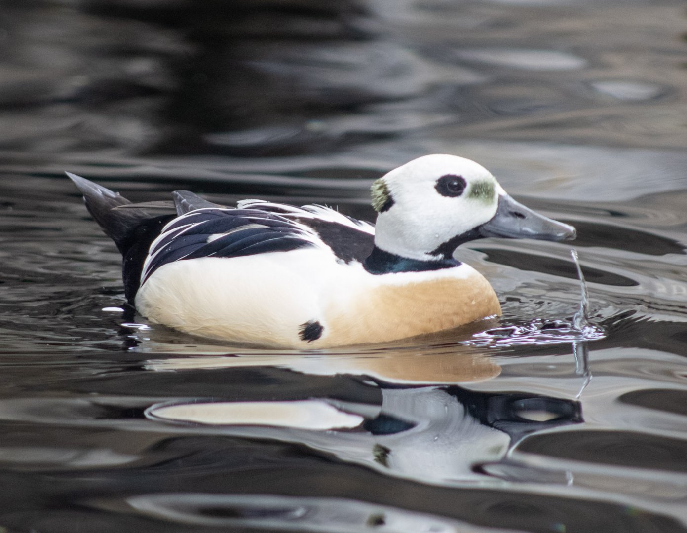 Steller's Eider
