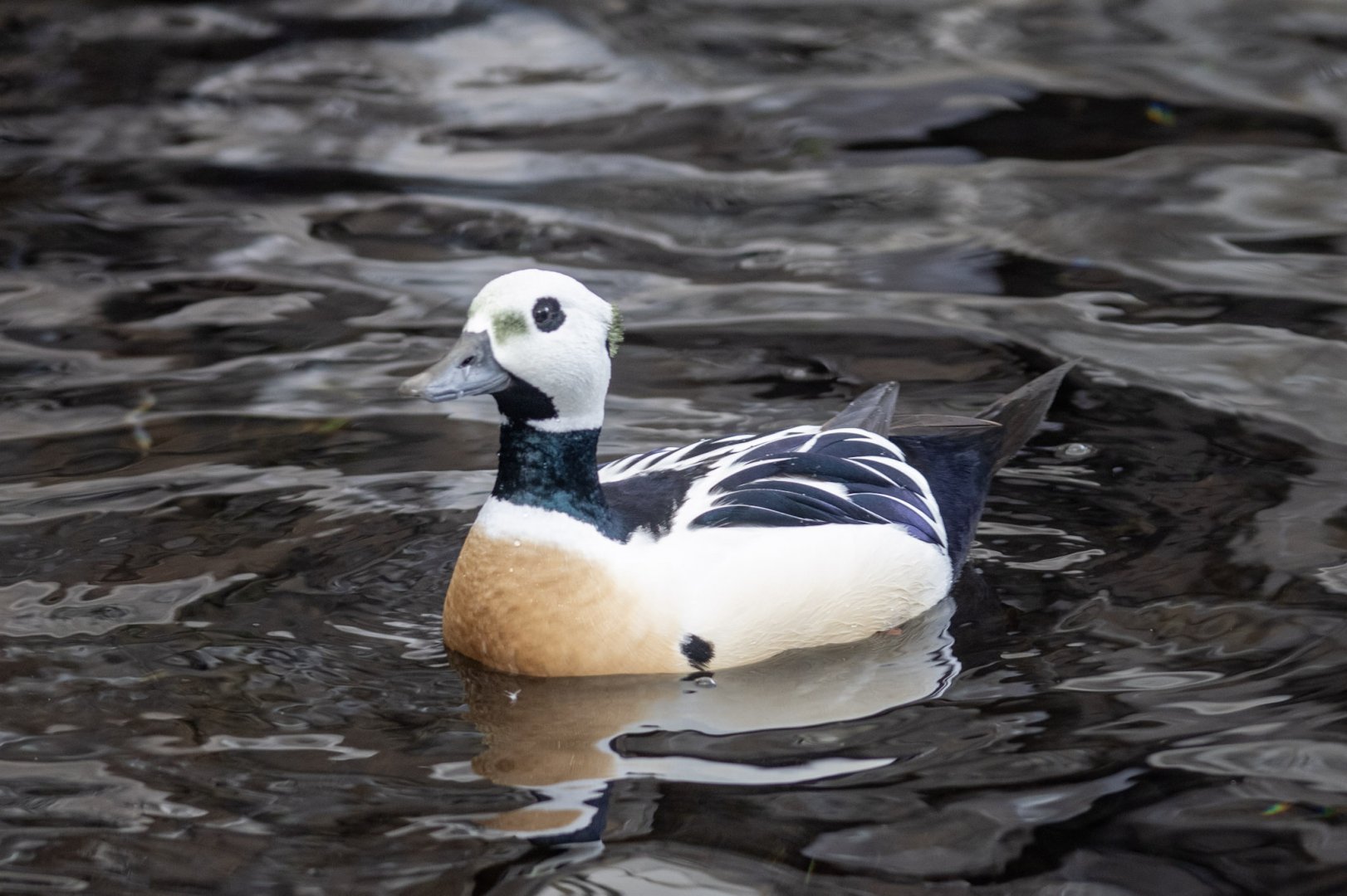 Steller's Eider