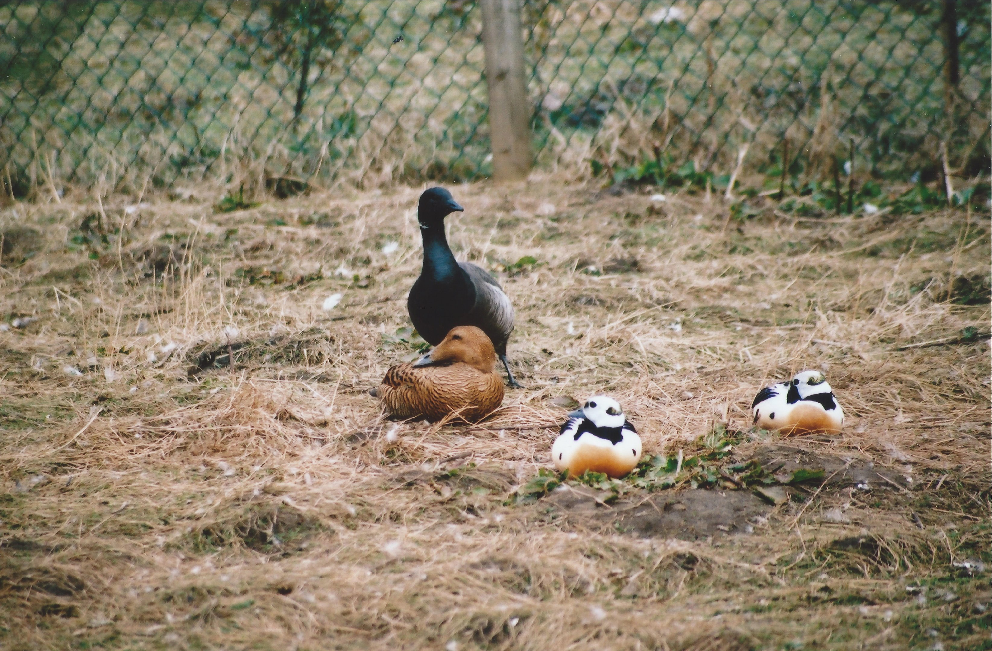 Steller's Eiders at Blackbrook (2003)