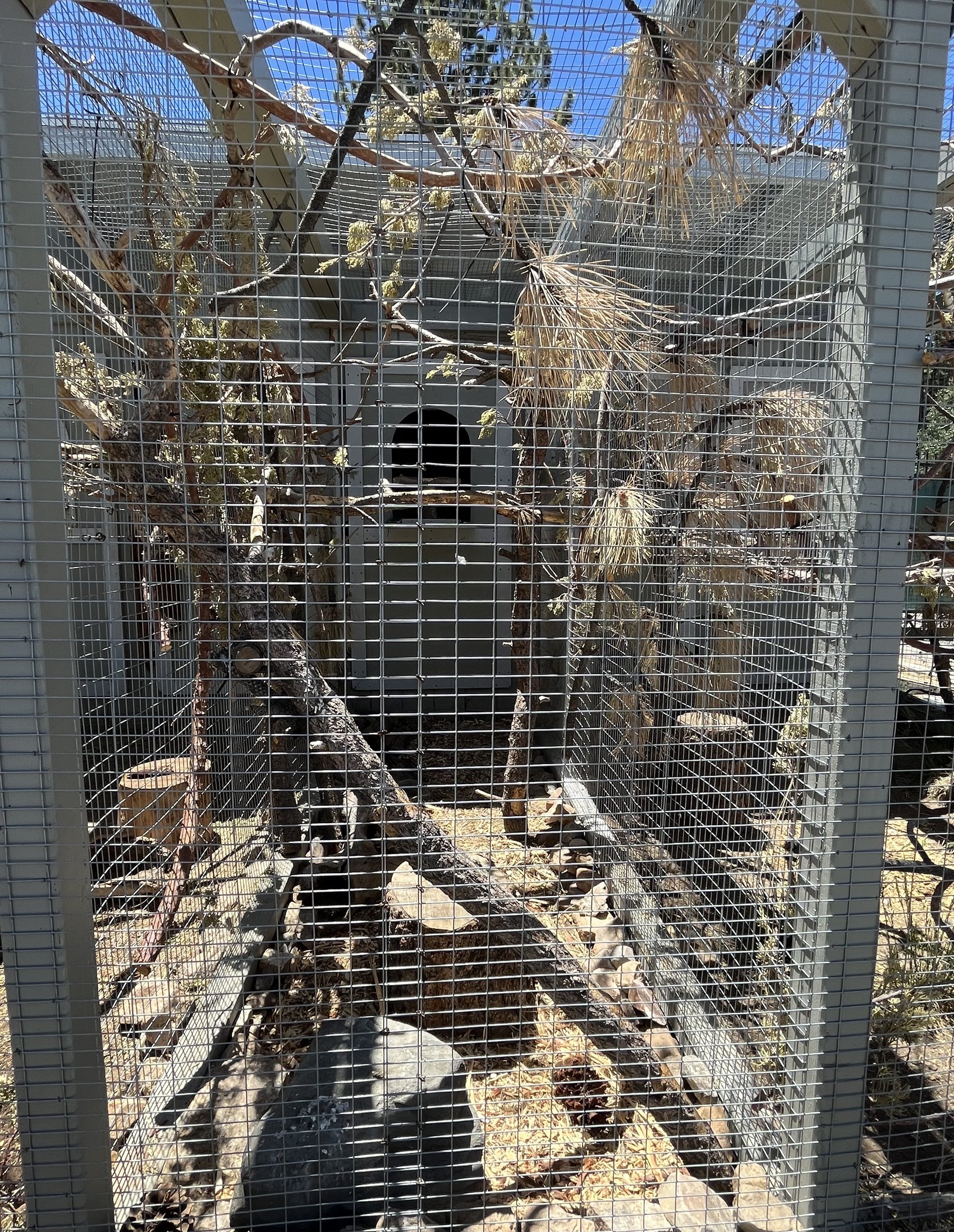 Steller’s Jay Aviary - small!