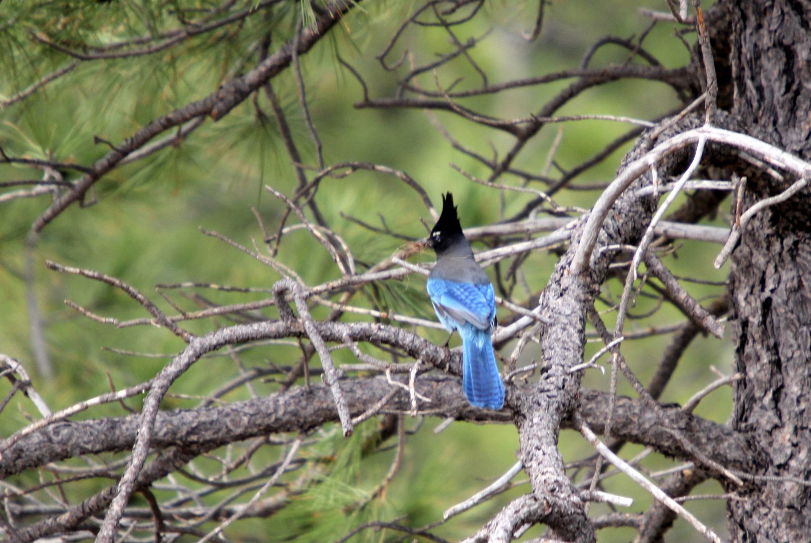 Steller's jay (Cyanocitta stelleri)