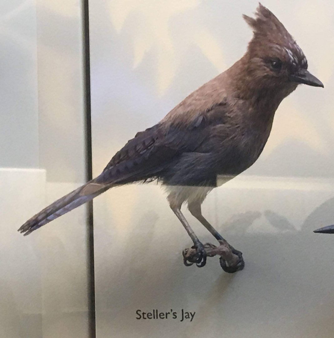 Steller's jay (Cyanocitta stelleri)