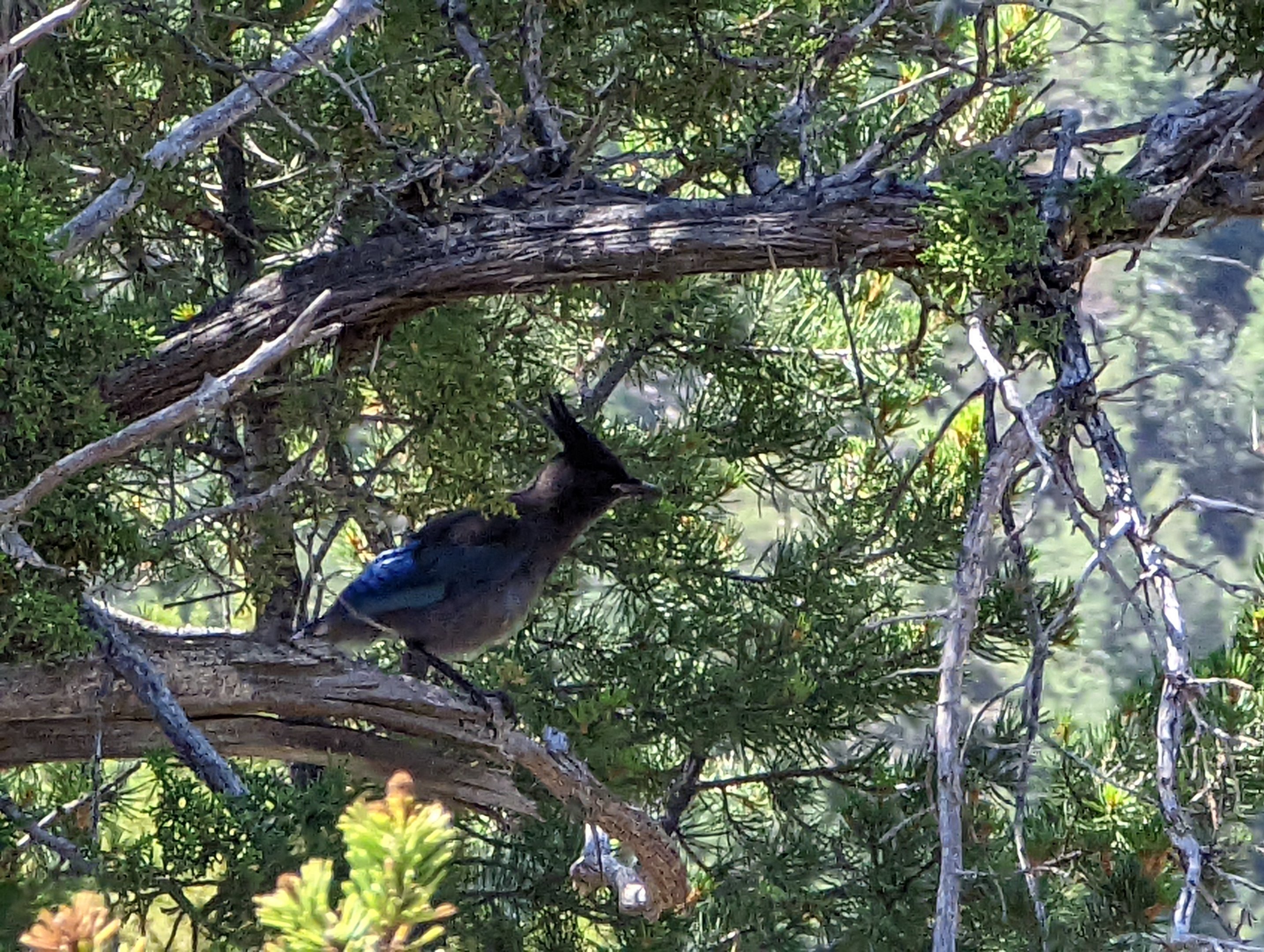 Steller's Jay (Cyanocitta stelleri)