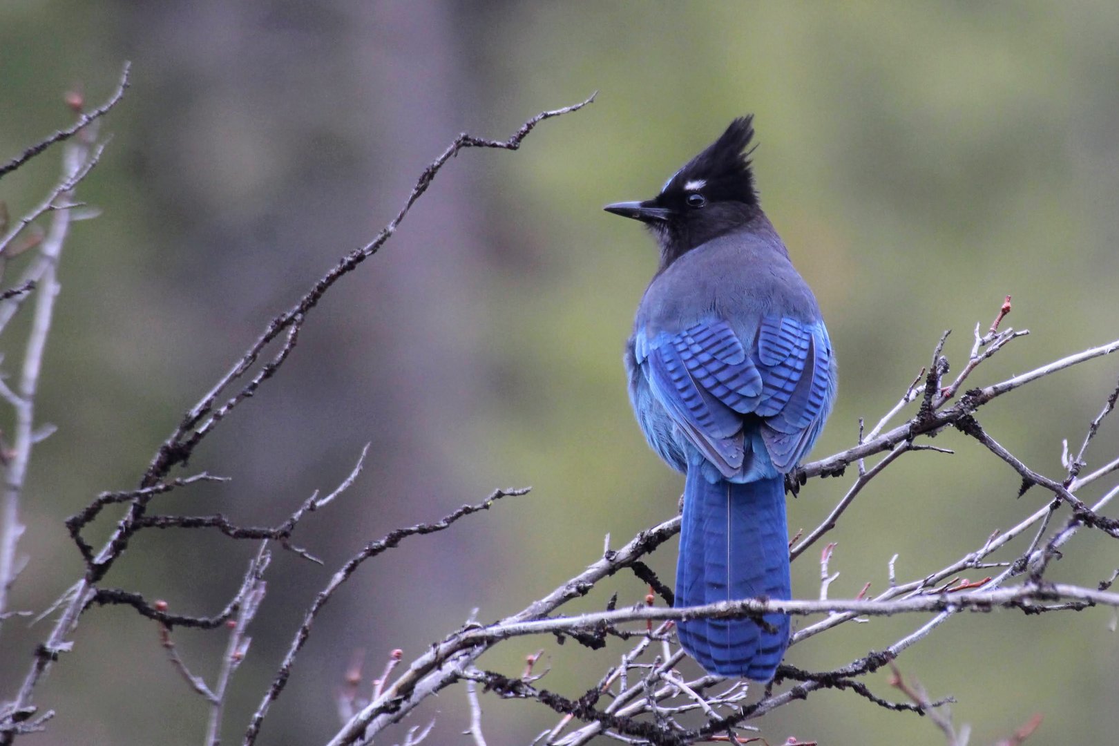 Steller's Jay (Cyanocitta stelleri)