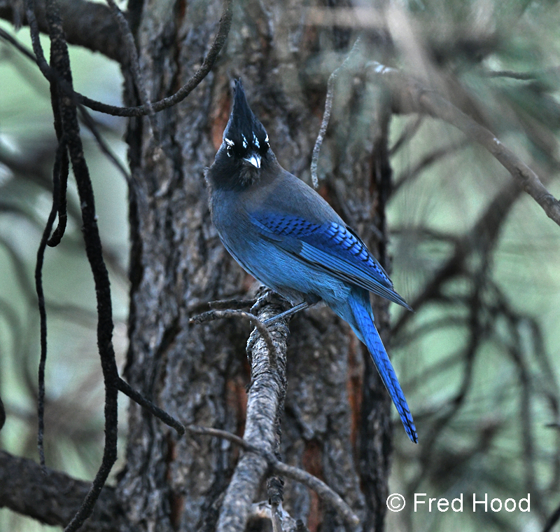 Steller's jay (wild on grounds)