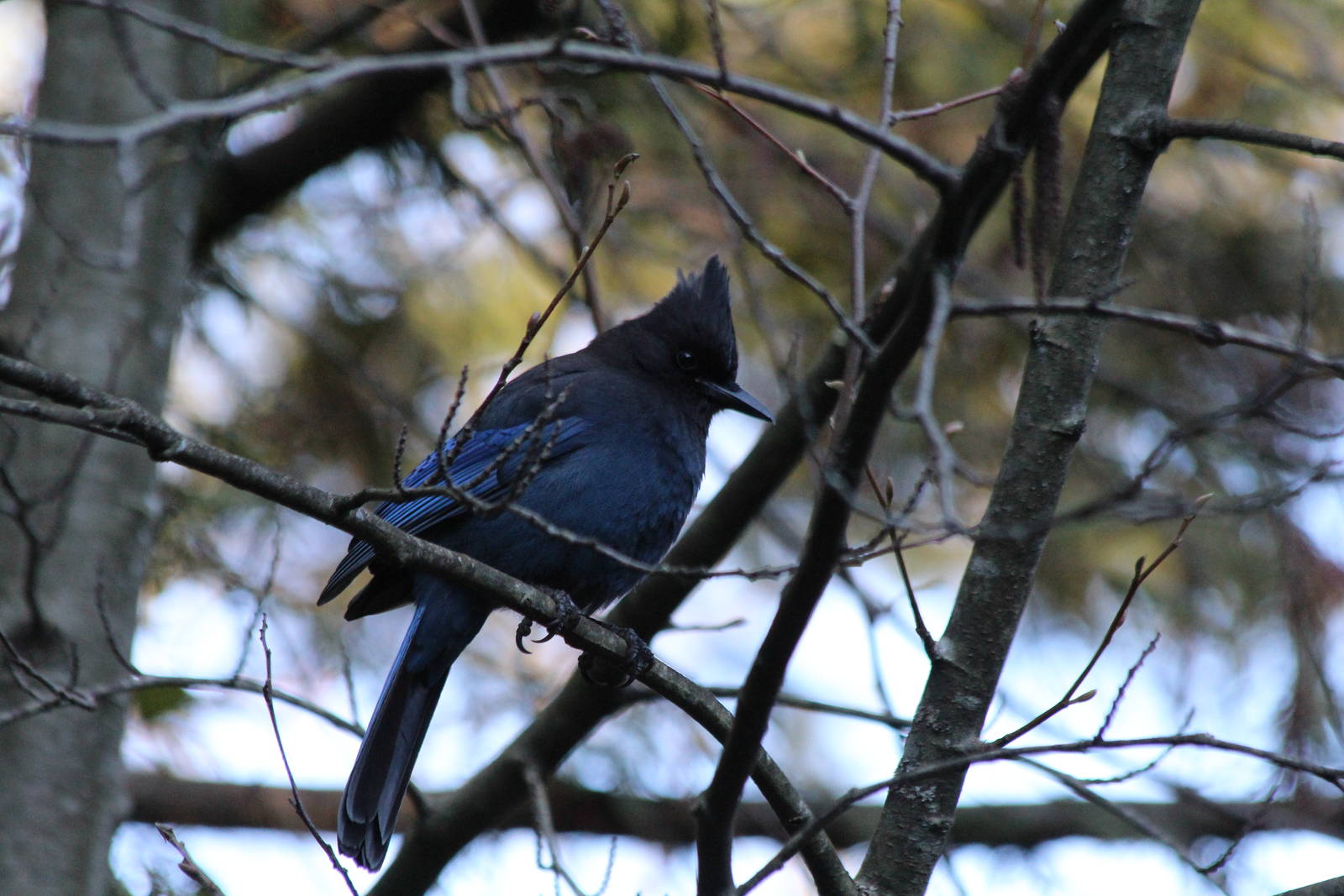 Steller's Jay
