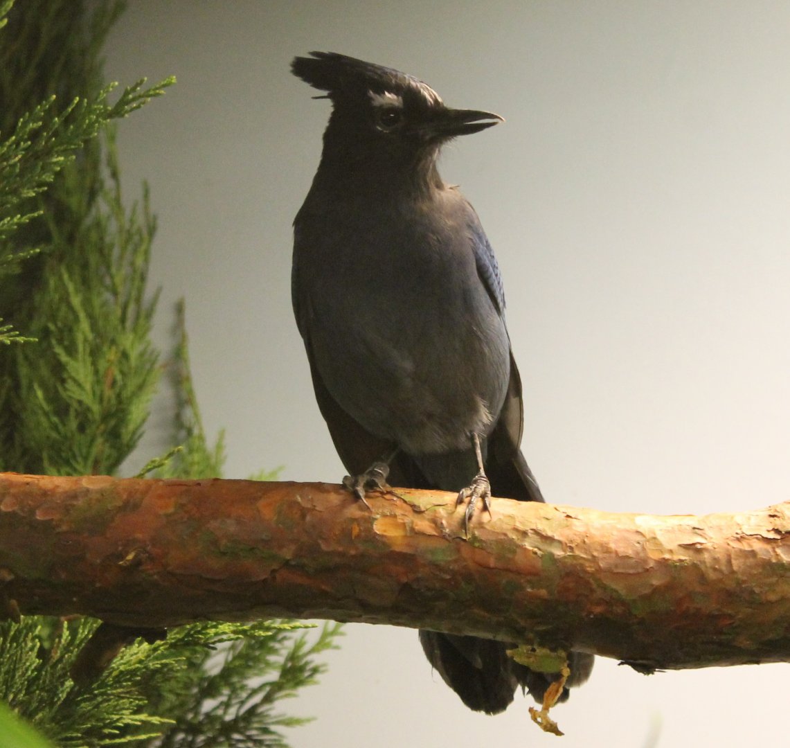 Steller's Jay