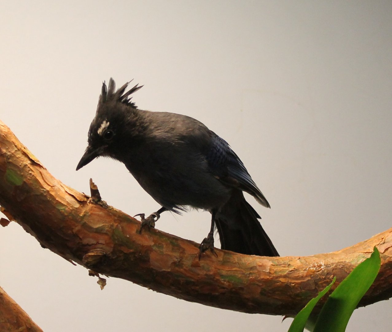 Steller's jay