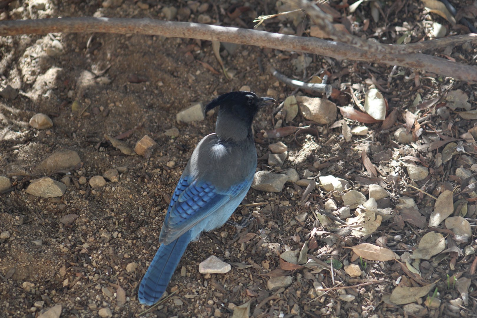 Steller's Jay