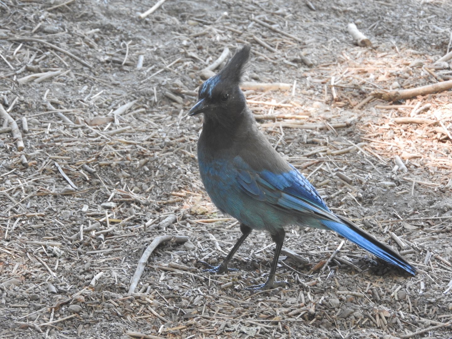 Steller's Jay