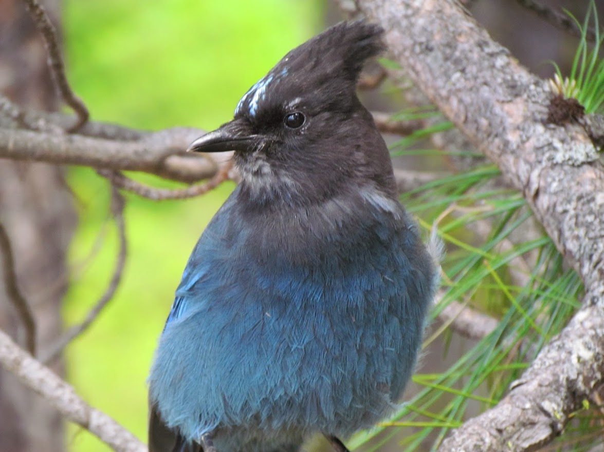 Steller’s Jay