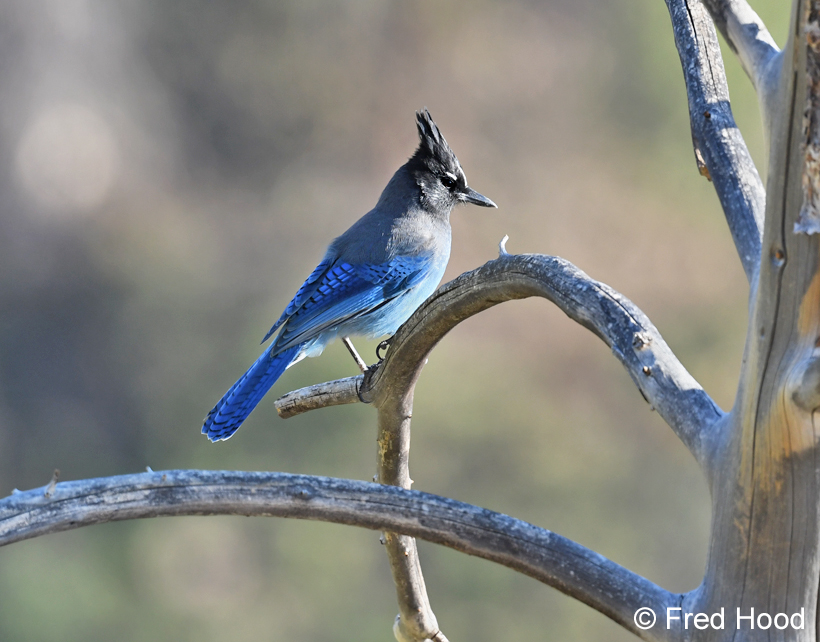 stellers jay