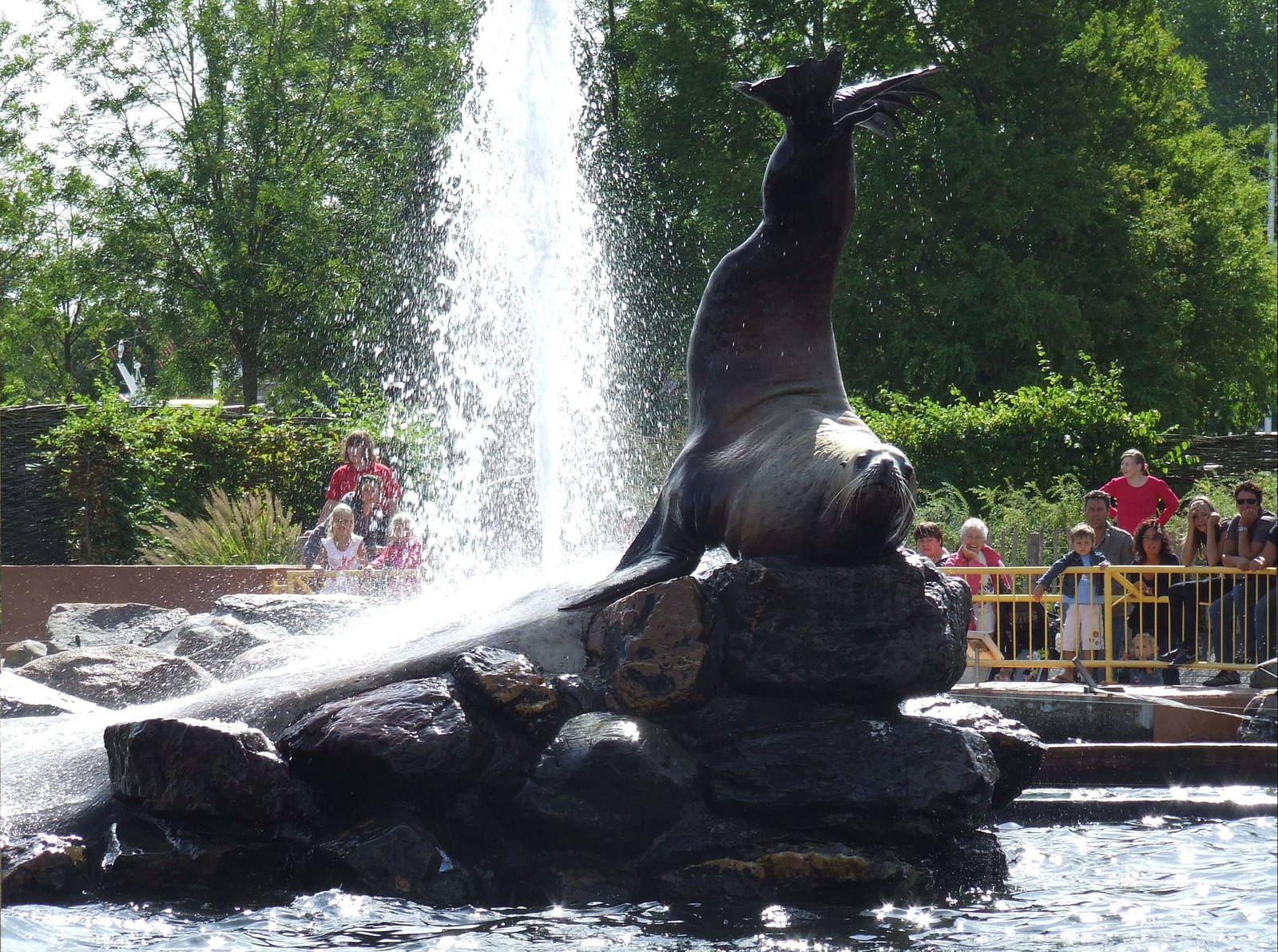 Steller's Northern Sealion