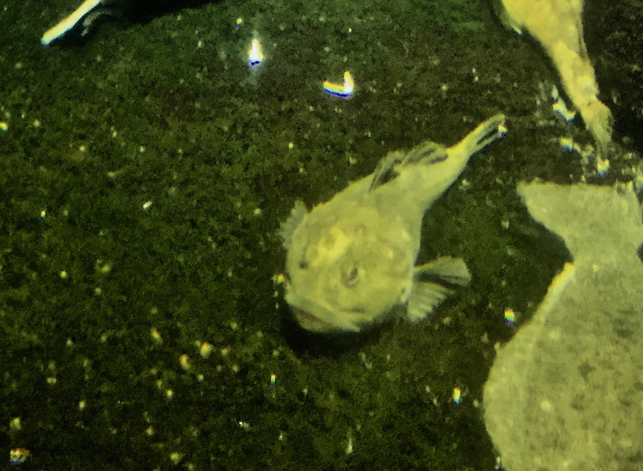 Steller's Sculpin (Myoxocephalus stelleri) - Otaru Aquarium