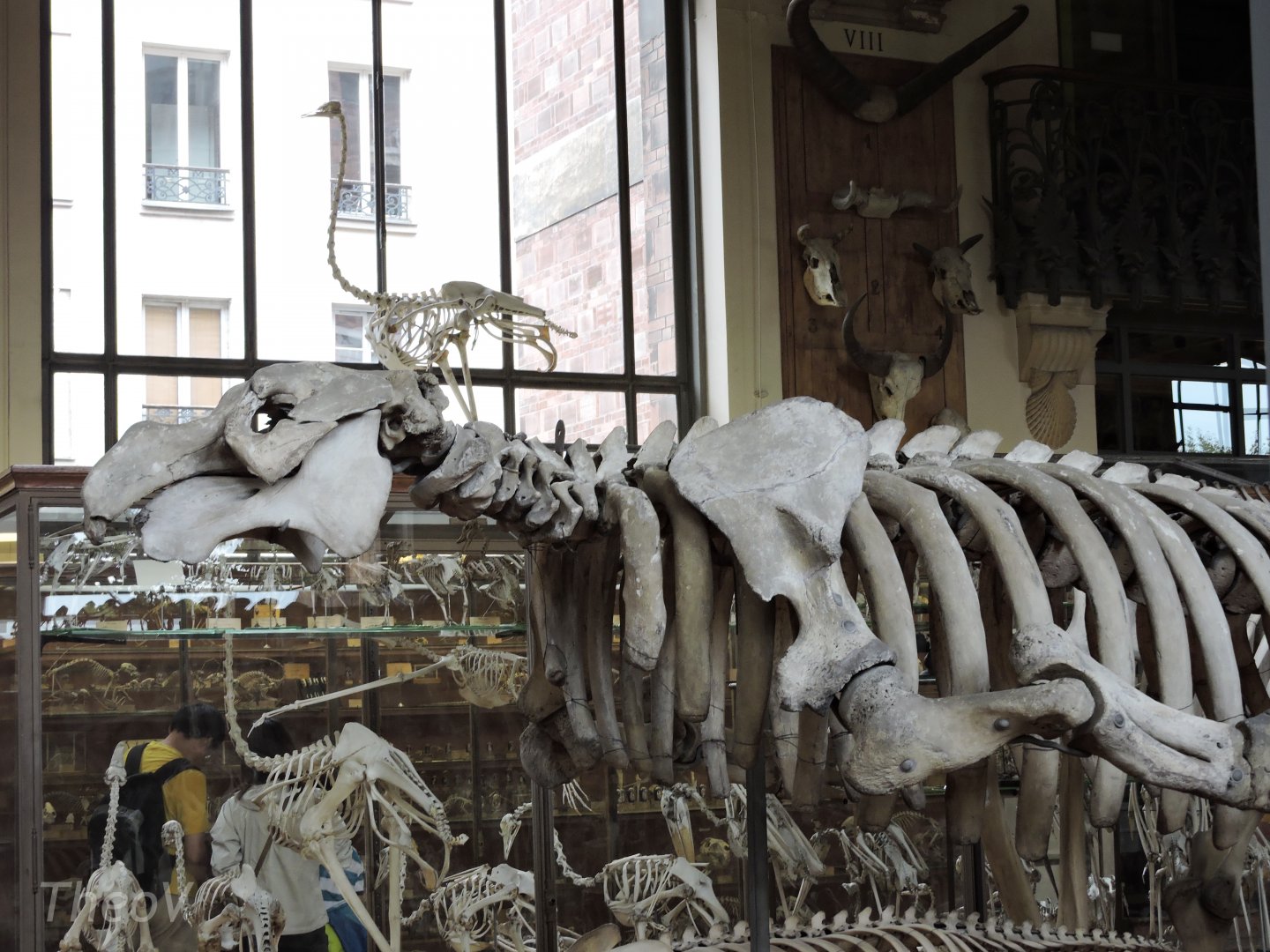 Steller's sea cow [2015]