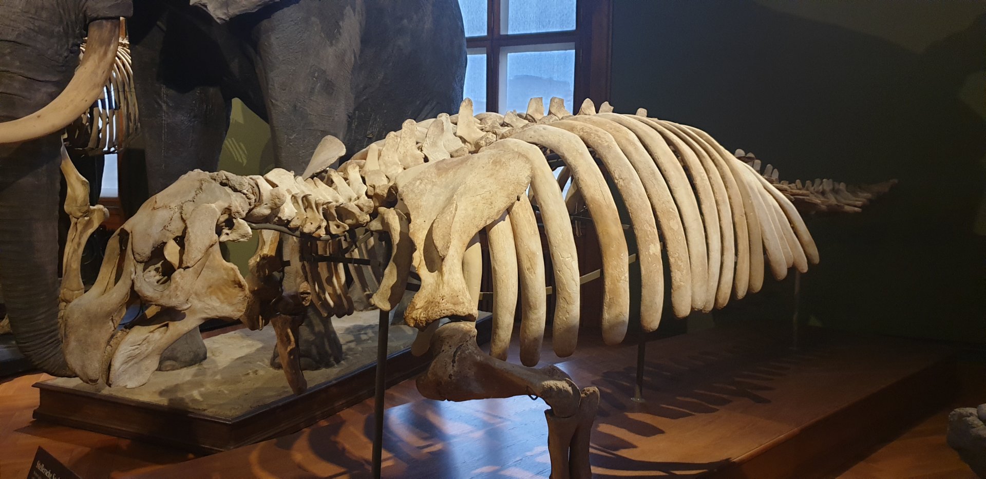 Steller's sea cow, Natural History Museum Vienna