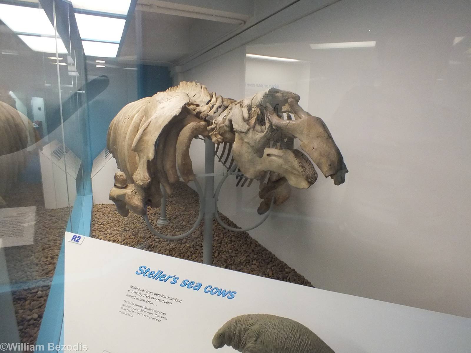 Steller's Sea Cow - NHM London
