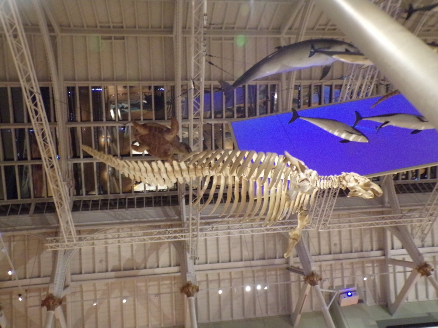 Steller’s sea cow skeleton 26.8.23