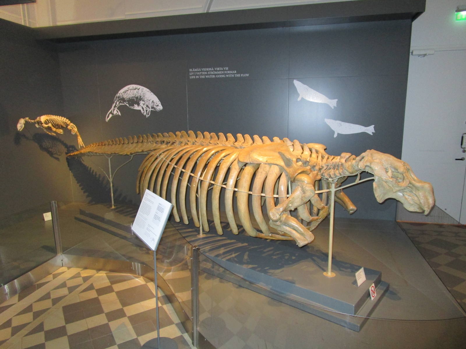 Stellers Sea Cow - Skeleton