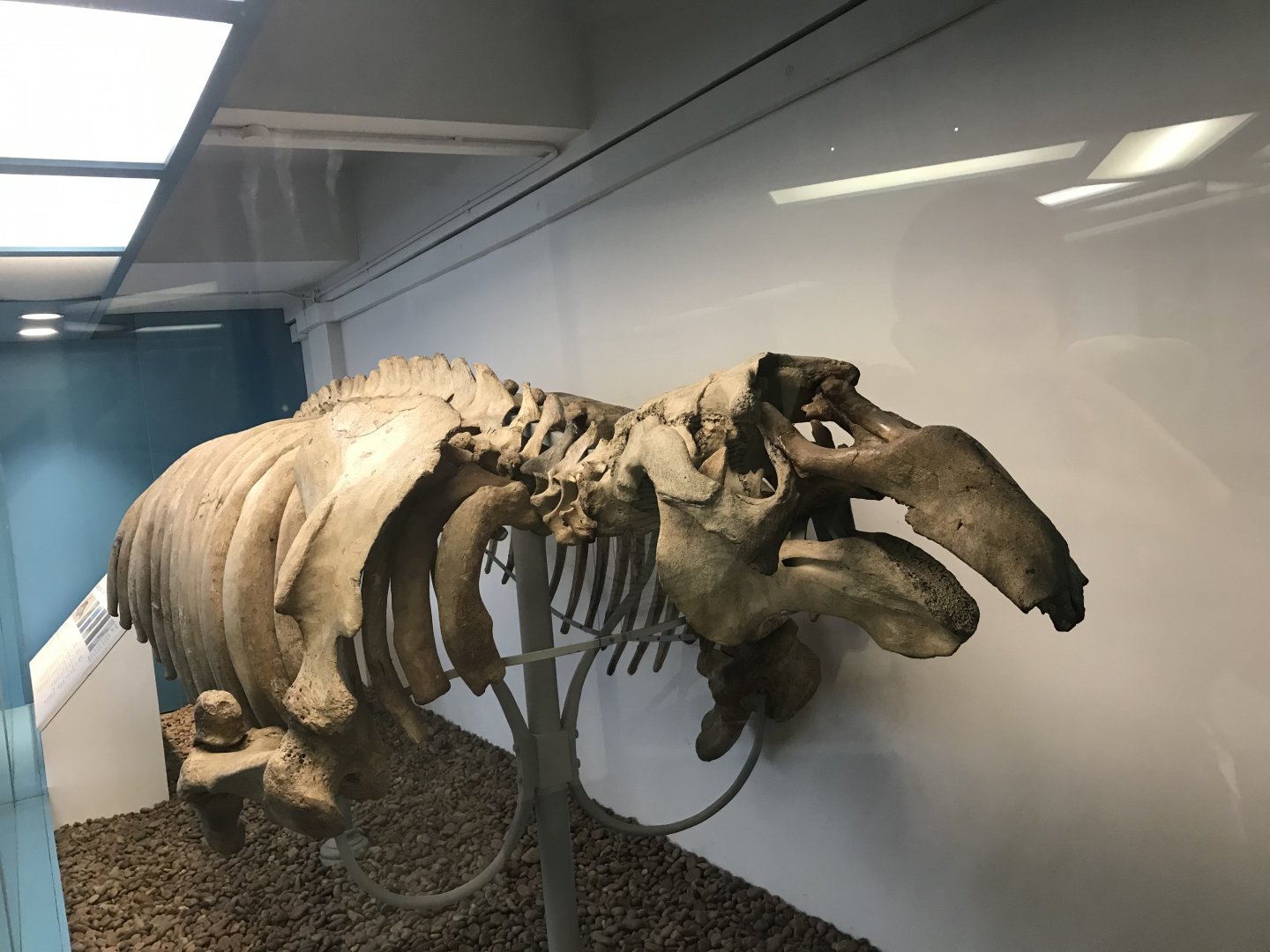 Steller’s sea cow skeleton