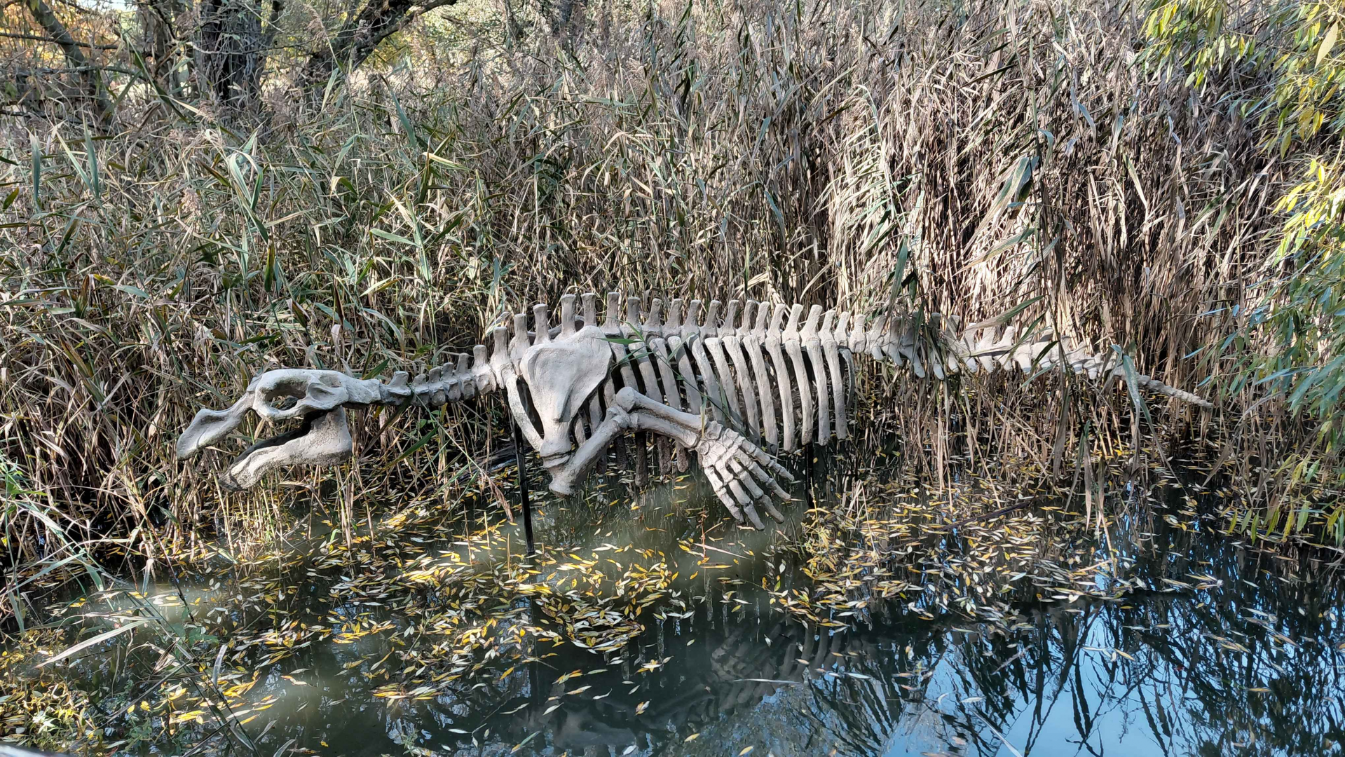 Steller's sea cow skeleton