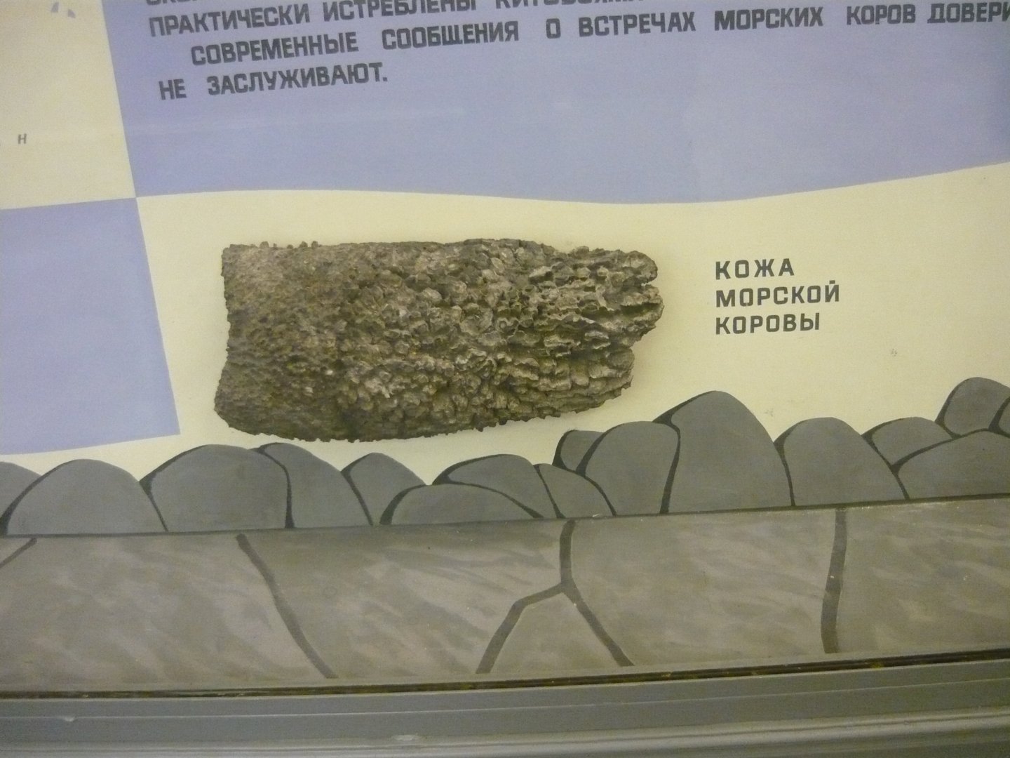 Steller's sea cow skin