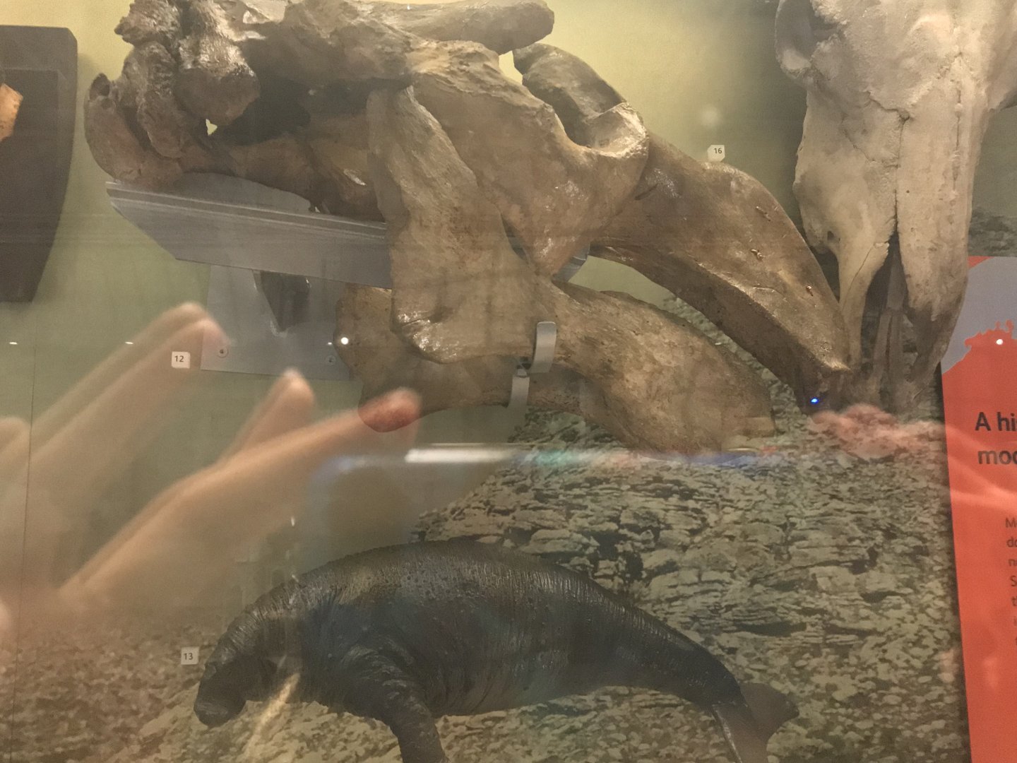 Steller’s sea cow skull and model