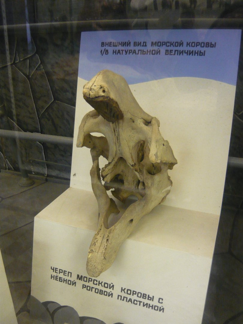 Steller's sea cow skull