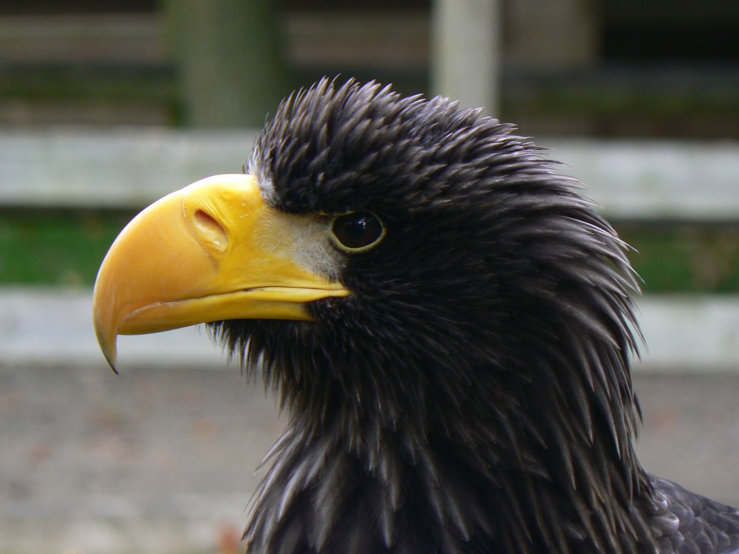 Steller's Sea Eagle - 16 October 2018