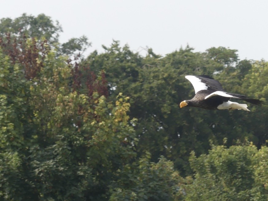 Steller’s Sea Eagle - 18.08.24