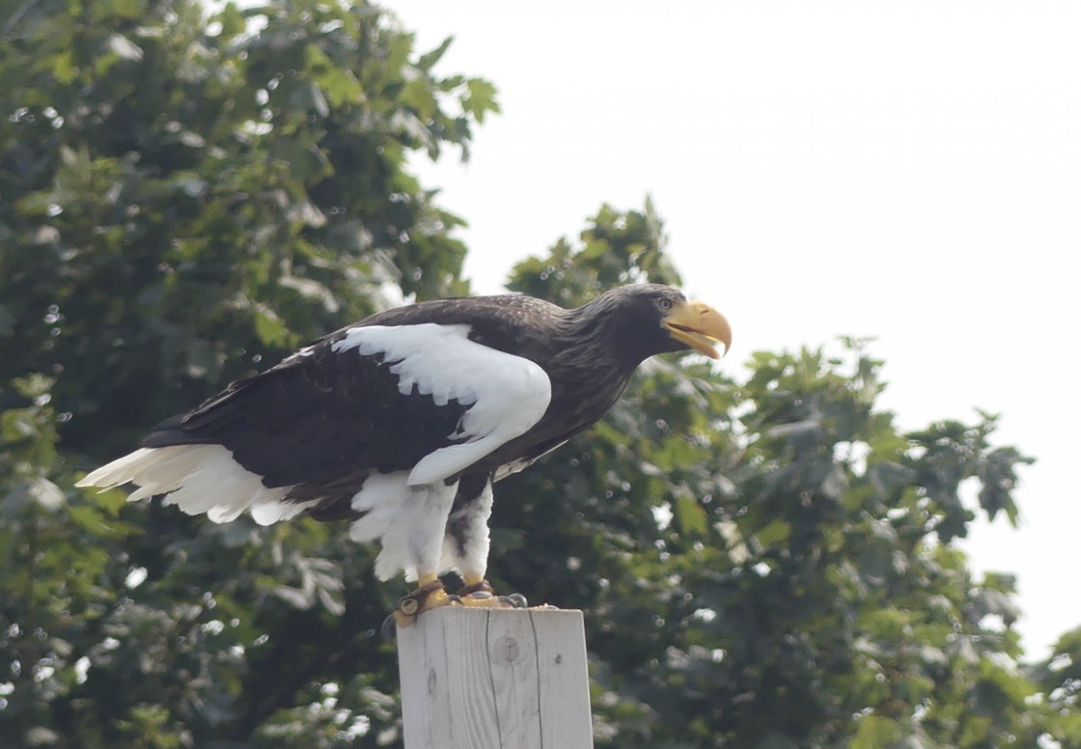 Steller’s Sea Eagle - 18.08.24