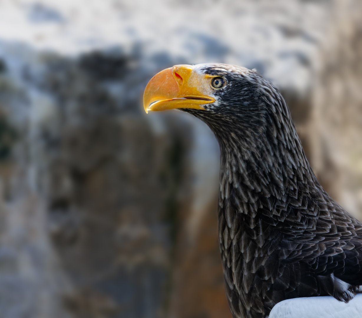 Steller's Sea Eagle / 18-3-22 / Noah's Ark Zoo Bristol