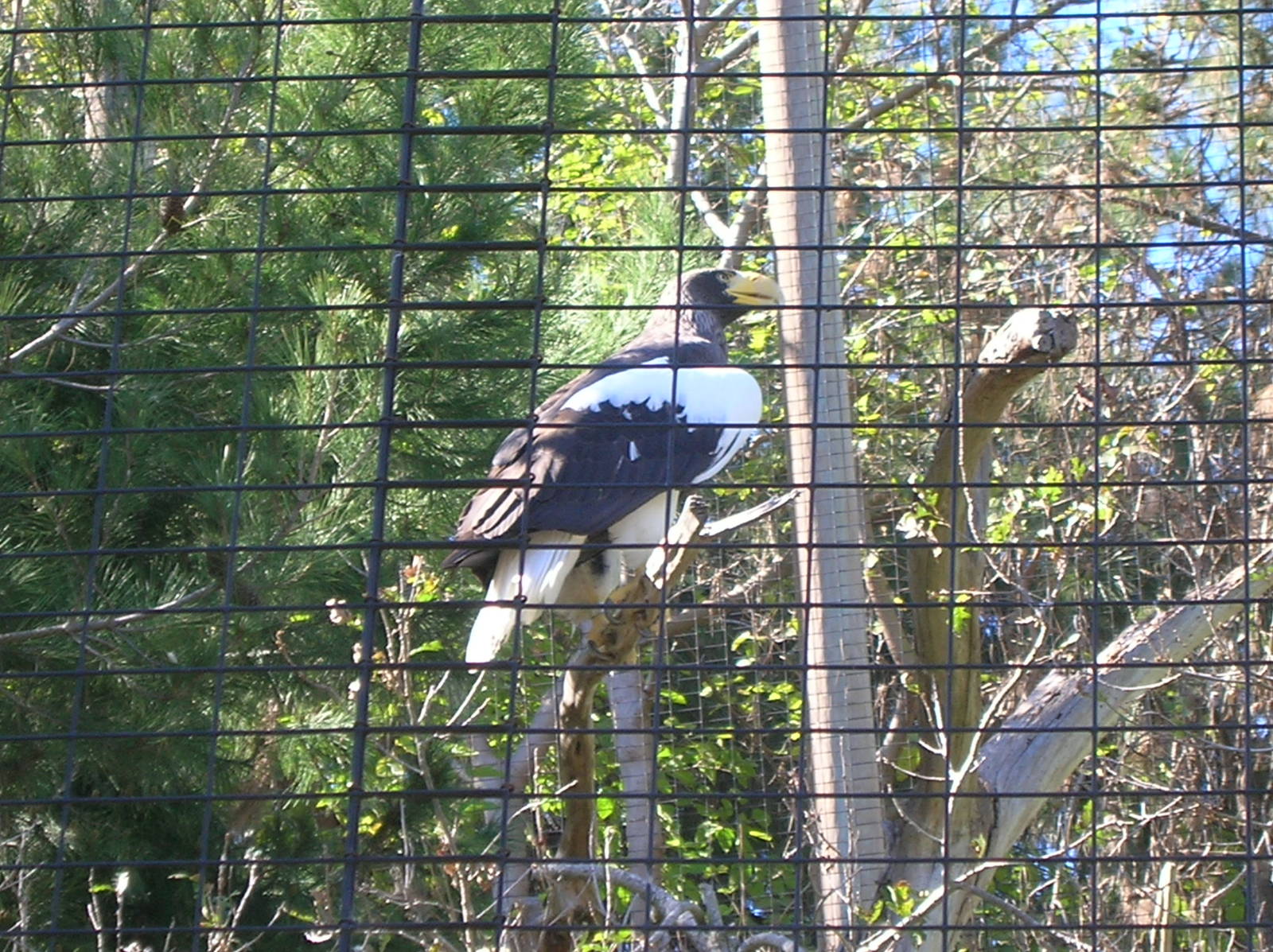 Steller's Sea Eagle 2-2-09