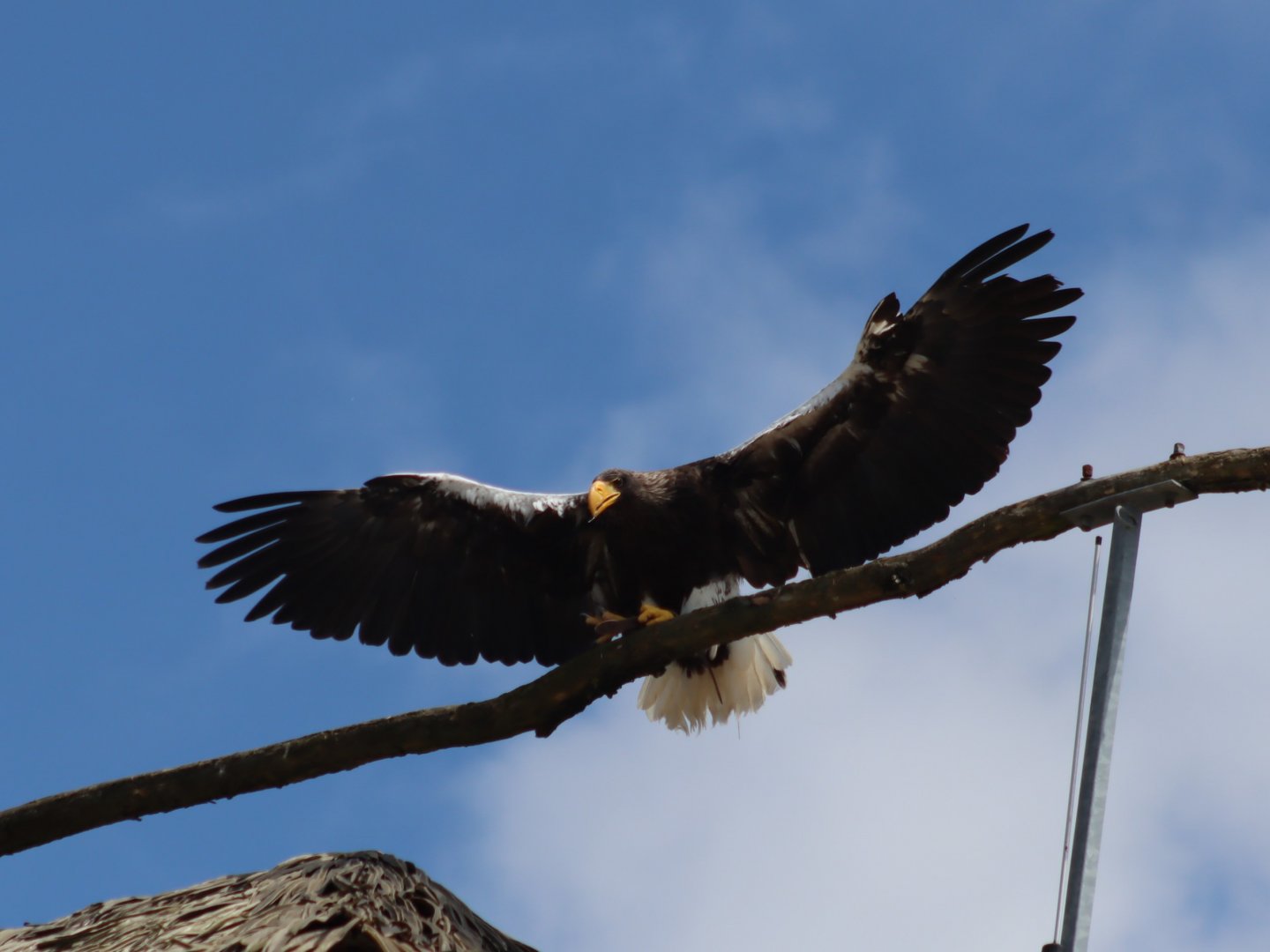 Steller's Sea Eagle - 7 July 2024