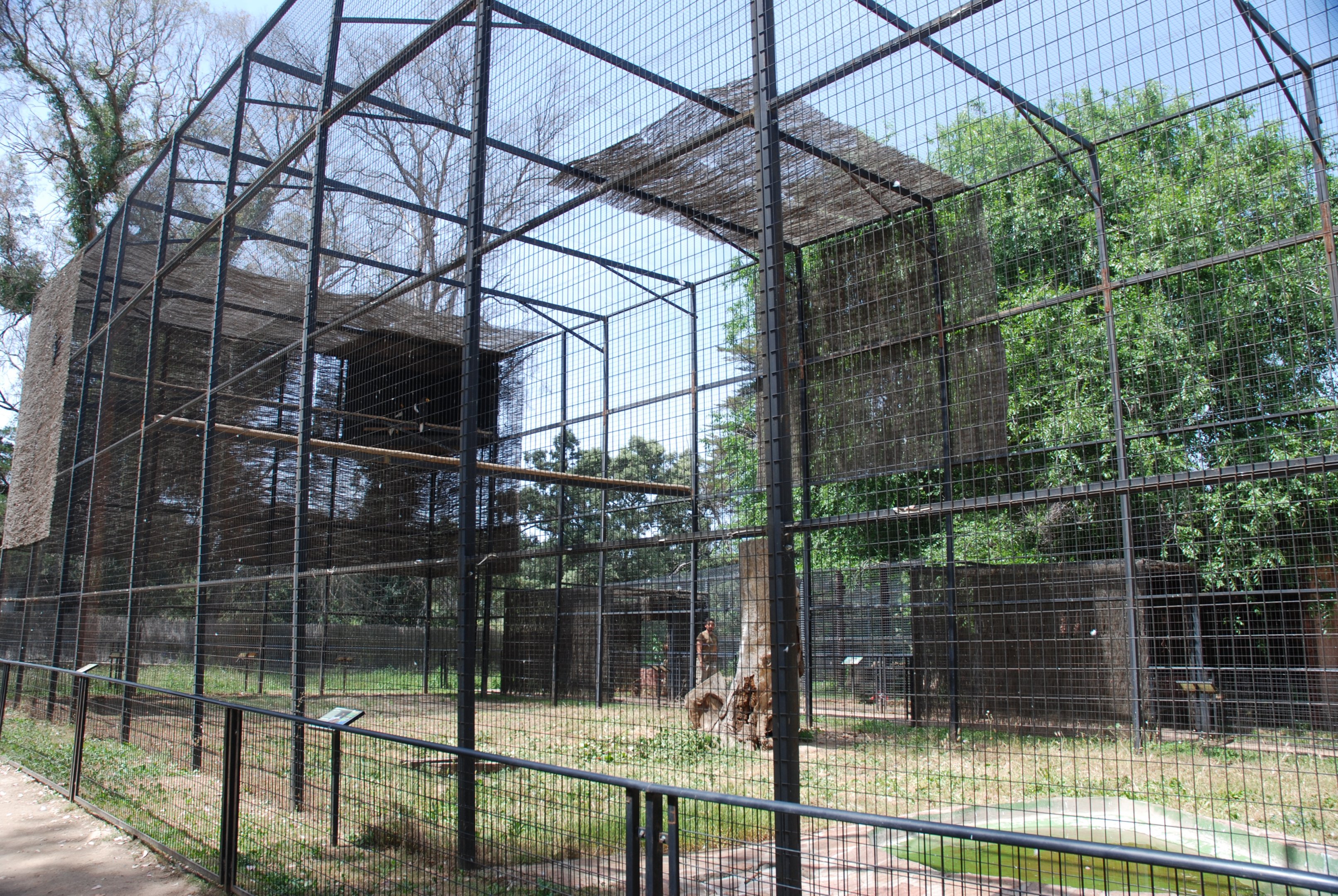 Steller's Sea Eagle and Griffon Vulture Aviary at Safari Madrid, 19th May 2022