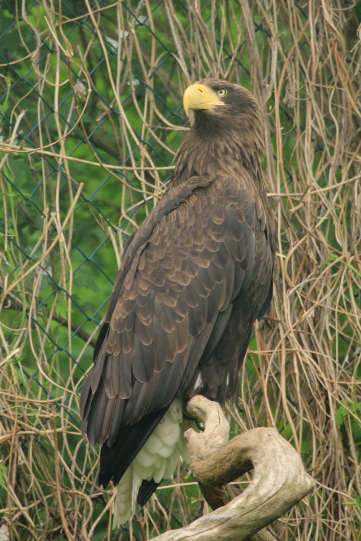 Steller's sea eagle (April 2018)