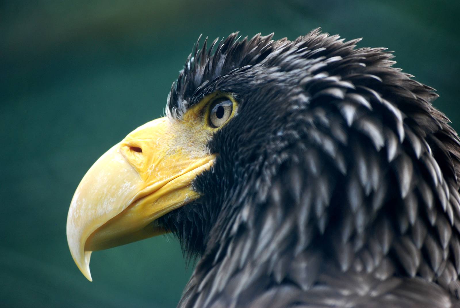 Steller's Sea Eagle at Avifauna, 04/06/12