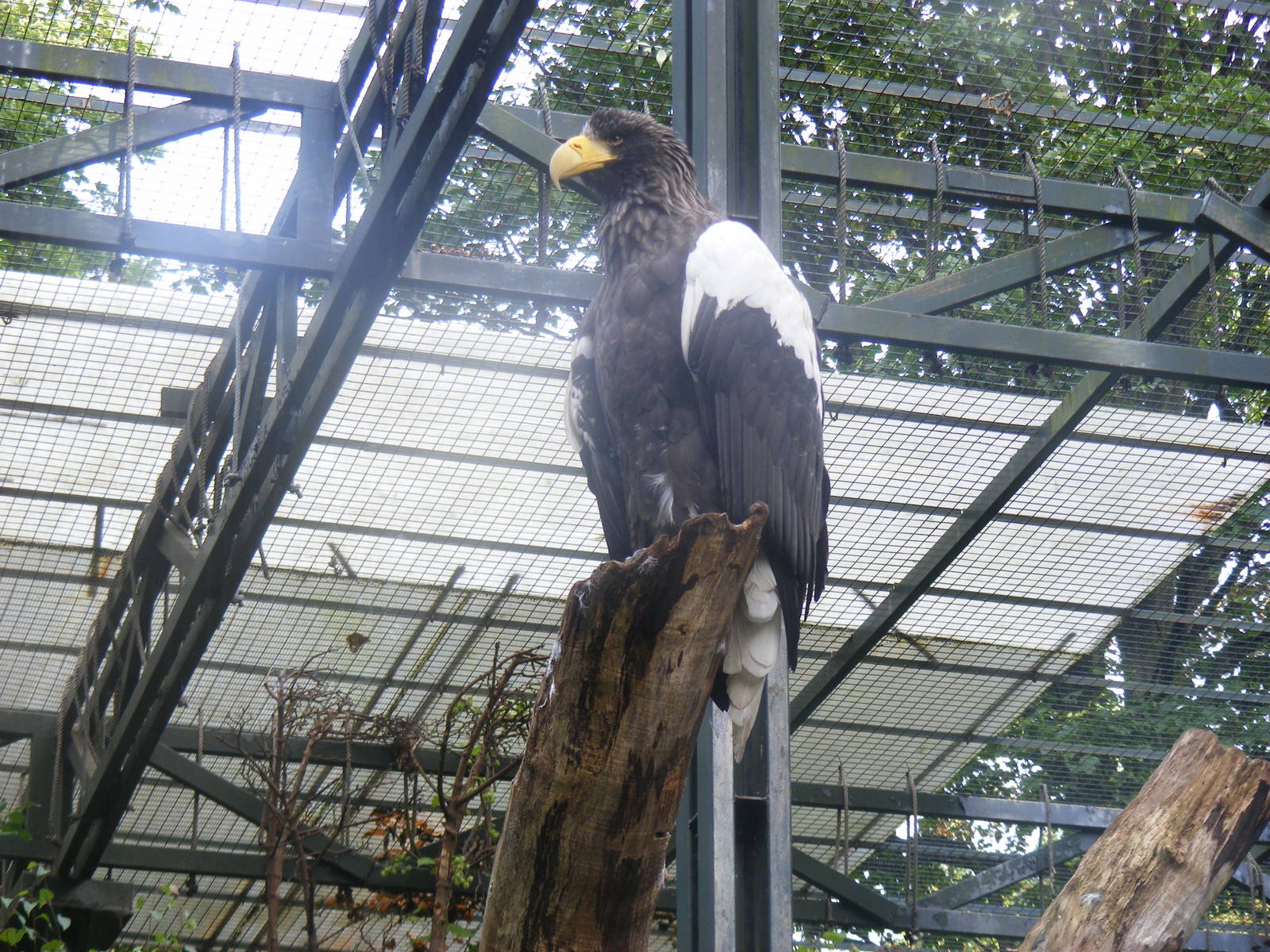Steller's sea eagle at Edinburgh Zoo, 2 October 2010
