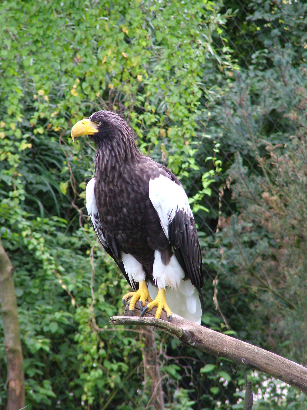 Steller's Sea Eagle at Heidelberg, 05/09/10