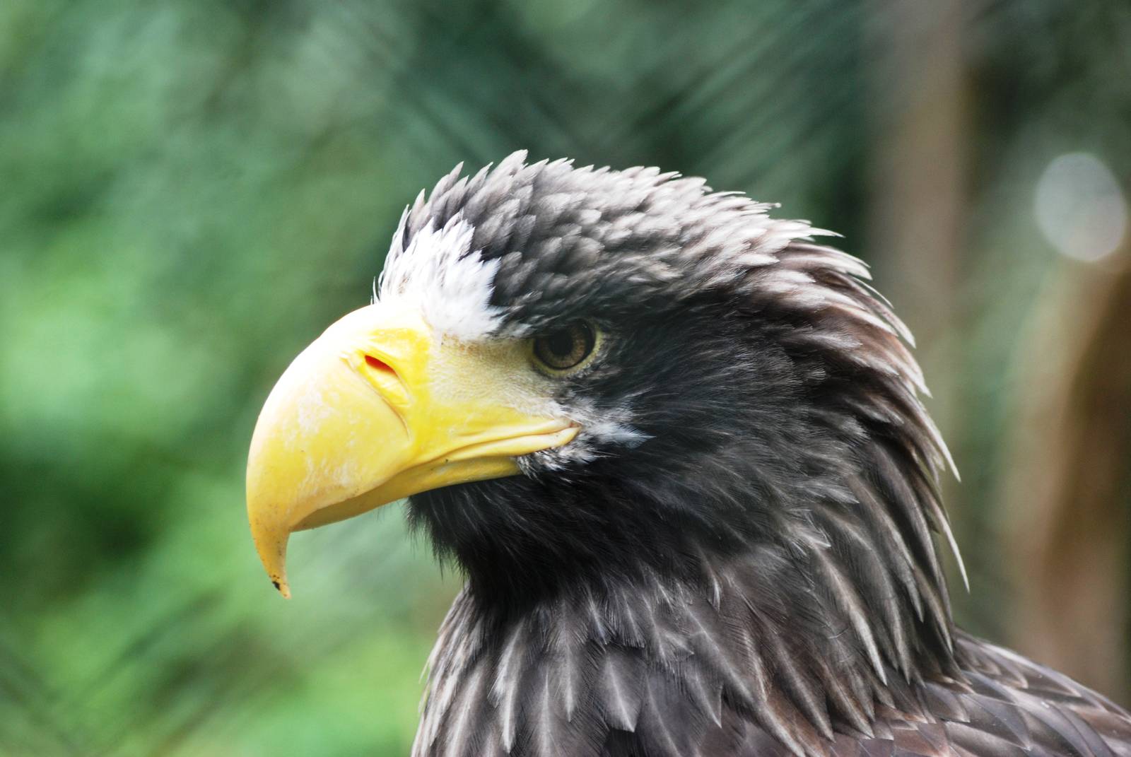 Steller's Sea Eagle at Nuremberg, 04/09/15