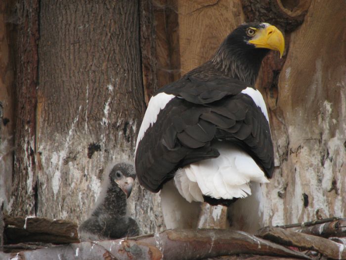Stellers' sea-eagle at Prague zoo