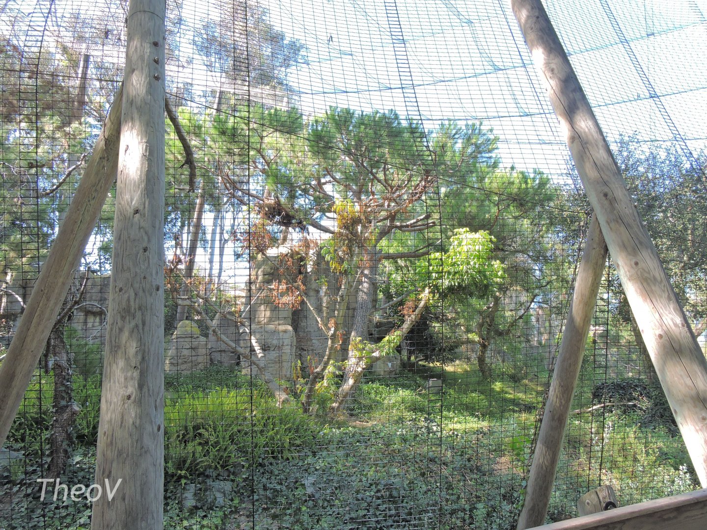 Steller's sea eagle aviary [2015]