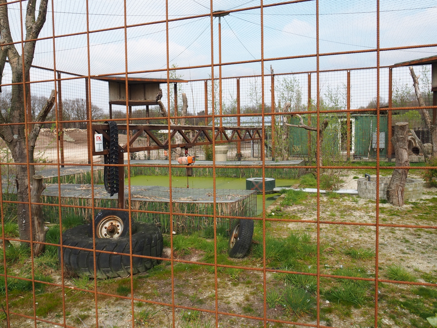 Steller's sea eagle aviary, 2019-04-06