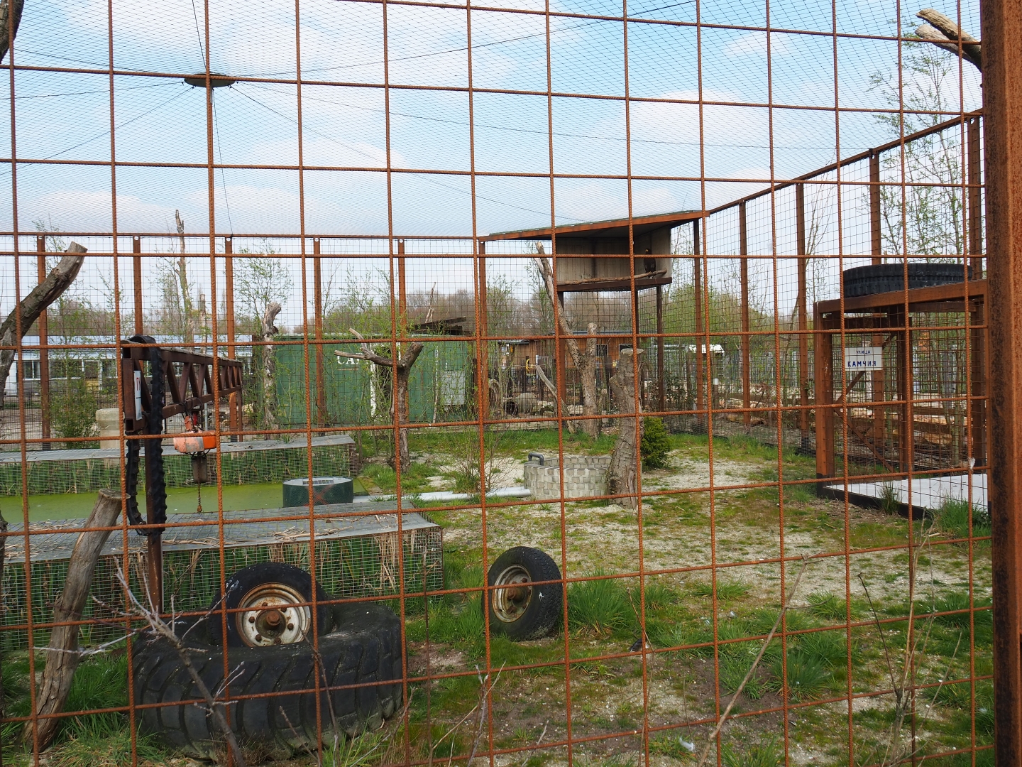 Steller's sea eagle aviary, 2019-04-06