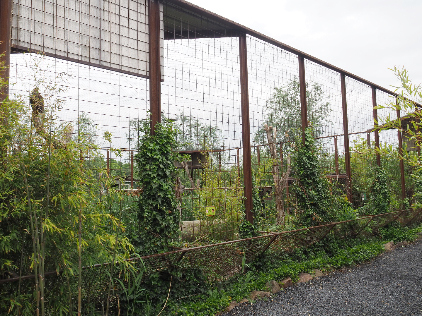 Steller's sea eagle aviary, 2022-05-17