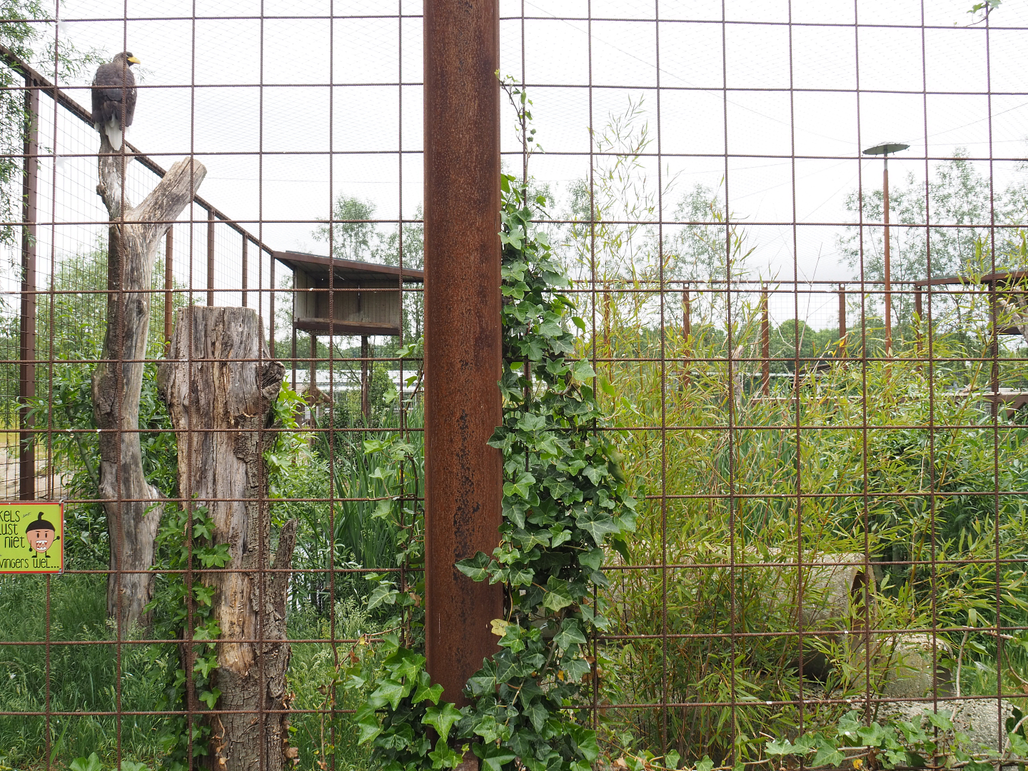 Steller's sea eagle aviary, 2022-05-17