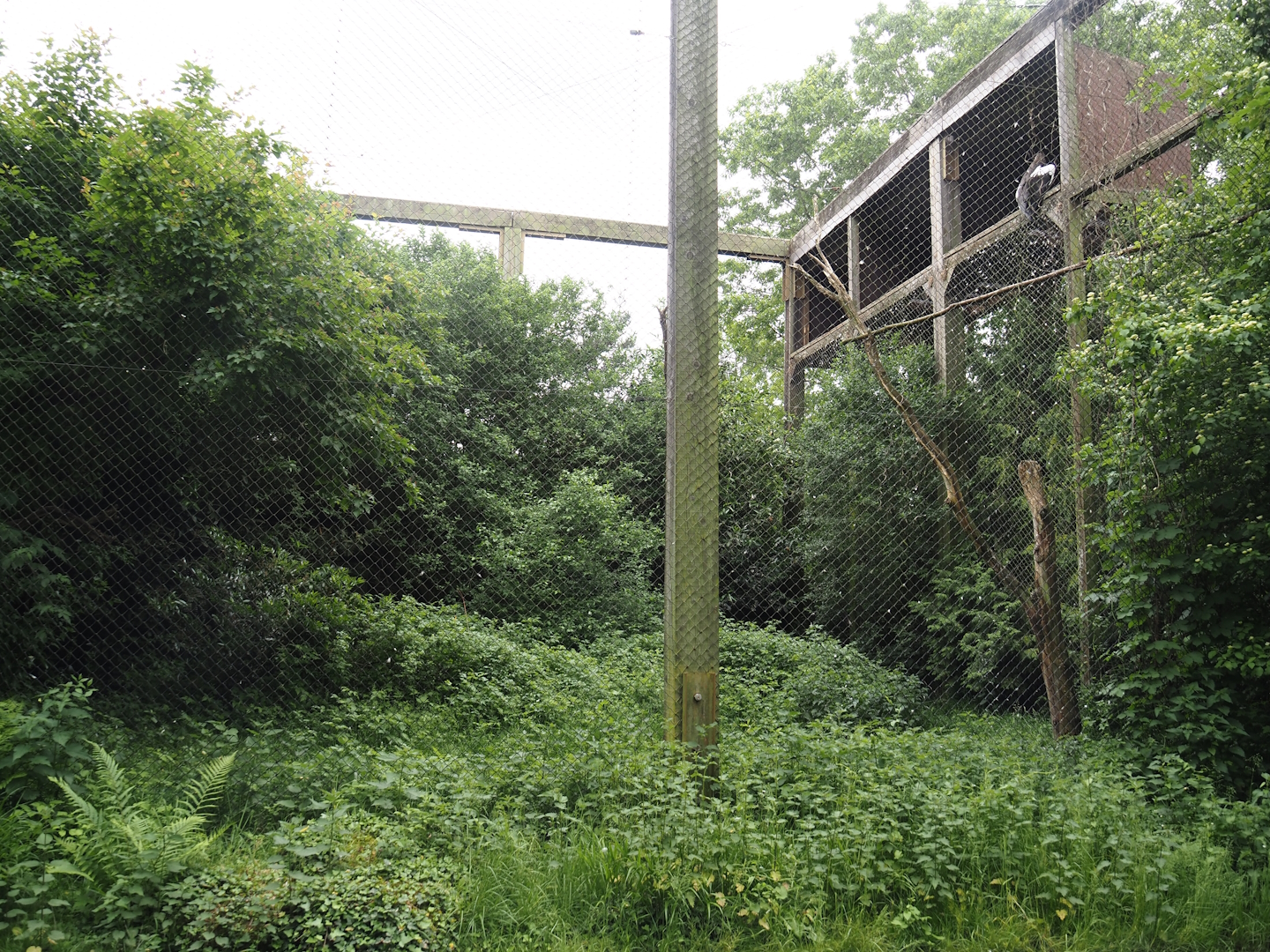 Steller's sea eagle aviary, 2024-05-21
